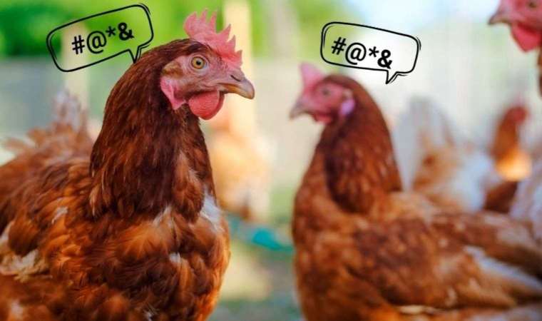 Artificial intelligence translates chicken sounds